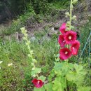 여름꽃농장 이미지