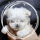 브리더하우스 | 말티즈 분양 후기 브리더하우스와 함께 했어요
