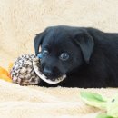 블랙말이 이미지