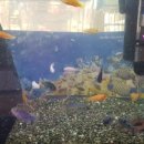 금성수족관 이미지