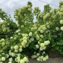 카르미아 풀빌라 이미지