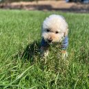 벳메이트 이미지