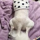 제발 알려주라,,나 길 잃었어,,,,(frat.아이폰) 이미지