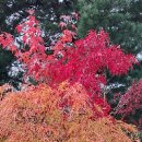 Joni Mitchell - Both Sides Now / Bee Gees - Massachusetts 이미지