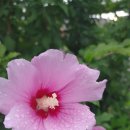 홍단 Daum카페