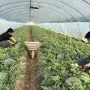 하늘농장5 이미지