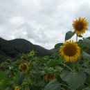 봉대마을 이미지