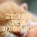 고양이 자리 이미지