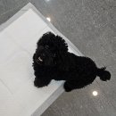 보드레 애견미용실 이미지