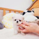 나눔펫 책임분양소 강아지분양 김포점 네이버블로그