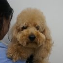 해동물병원 이미지