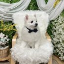 위드독애견스파풀빌라 | 태안 애견동반풀빌라 위드독 스파 및 수영장 있는 숙소 솔직후기