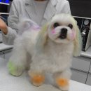 분당파크뷰동물병원 이미지