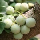 박경철농장 이미지