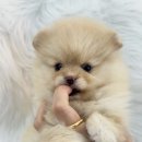 베베멍 강아지고양이분양 시흥본점 이미지