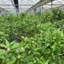 구안농장 이미지