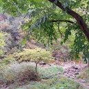 하림식당 이미지