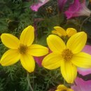 정영식품 이미지