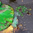 물속풍경 이미지