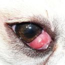 24시 핸즈동물의료센터 이미지