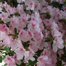 나무약국 이미지