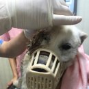 개포동물병원 이미지