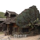 하늘청과 이미지