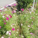 별밭에서 이미지