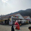 금성애견 이미지