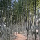 한국대나무박물관 | 담양 여행 아이랑 갈볼만한 곳 한국대나무 박물관 주차 입장료 체험 강아지