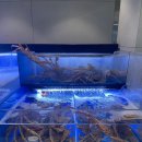 [포항 영일대 맛집] 바다뷰 끝판왕 대게 맛집 '잇크랩 포항영일대본점' 후기 영일대맛집