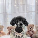 밀리아 펫살롱 이미지