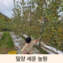 경남 창원근교 밀양 아이와 얼음골사과따기 체험 세운농원 후기