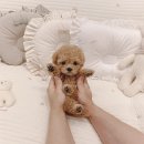 토이주니
