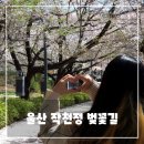 길 | 울산 작천정 벚꽃길 후기 - 개화시기와 주차 정보까지