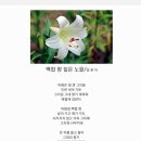 백합향