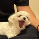 틀니쟁이 네이버블로그