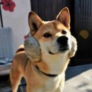 애완강아지 이미지