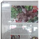기장 볼링센타 Daum카페