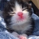 핑크젤리 이미지