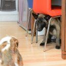 복돌이애견 이미지