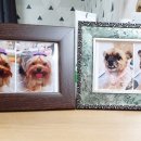 러블리하개 이미지