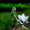 대관령마루길 이미지