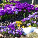 하얀기쁨 이미지