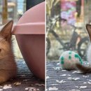 도그마루 강아지 고양이 부산점 이미지