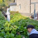 선화네푸소