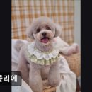 멍사무소 | (수원, 강아지, 고양이, 애견미용, 추천!) 멍뜰리에 수원 애견미용, 신뢰할 수 있는 곳