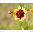 기생초(Coreopsis tinctoria) 이미지