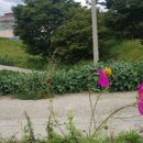 진산대로 이미지