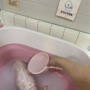 토브네 펫살롱 이미지